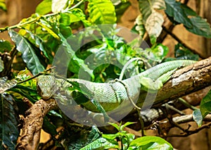 The emerald monitor lizard or green monitor lizard is a small to medium sized arboreal lizard.