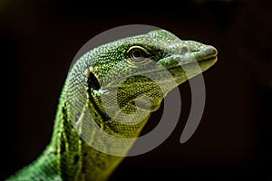 Emerald monitor lizard portrait with black background