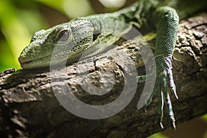 Emerald monitor in the terrarium