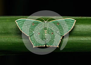 Emerald moth