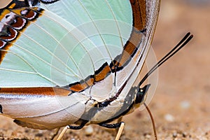 Emerald Nawab or Indian Yellow Nawab butterfly