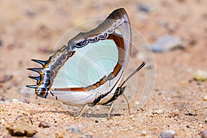 Emerald Nawab or Indian Yellow Nawab butterfly