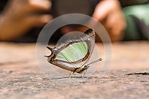 Emerald Nawab or Indian Yellow Nawab butterfly