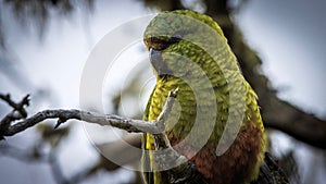 Emerald parakeet (Enicognathus ferrugineus) perched atop a large tree branch