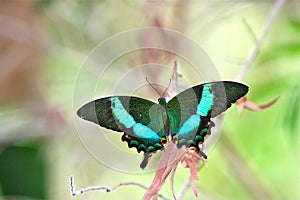 Emerald Peacock Swallowtail Butterfly