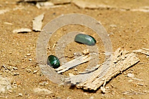 Emerald pill millipede (Sphaerotheriida)