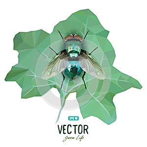 Emerald polygonal fly sitting on a green leaf