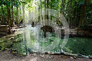 Emerald Pool National Park Krabi