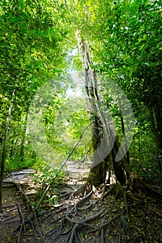 Emerald Pool National Park Krabi