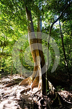 Emerald Pool National Park Krabi