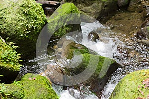 Emerald Pool a rock pool in the heart of the rainforest on Dominica