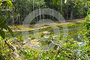 Emerald Pool Sra Morakot in Krabi province, Thailand.