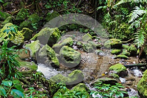 Emerald Pool on the tropical island of Dominica