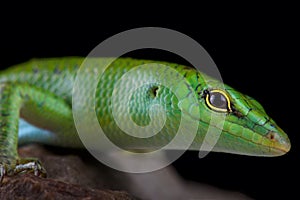 The Emerald skink Lamprophis smaragdina