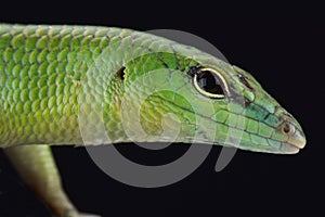 Emerald skink (Lamprophis smaragdina)