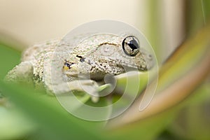 Emerald-spotted Tree Frog