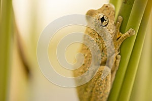 Emerald-spotted Tree Frog