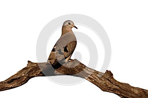 Emerald-spotted wood dove, Turtur chalcospilos