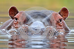 Hippopotamus (Hippopotamus amphibius) photo