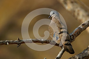 Emerald Spotted Wood-Dove (Turtur chalcospilos)
