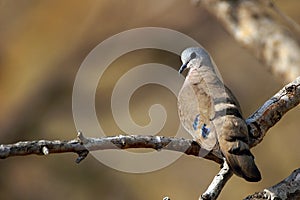 Emerald Spotted Wood-Dove (Turtur chalcospilos)