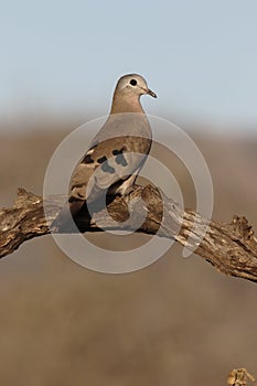 Emerald-spotted wood dove, Turtur chalcospilos