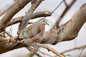 Emerald-Spotted Wood Dove Turtur chalcospilos Sitting on a Branch, South Africa