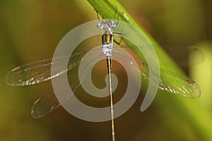 Emerald Spreadwing Damselfly