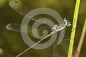 Emerald Spreadwing Damselfly