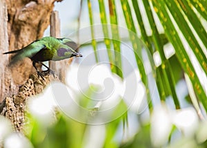 Emerald Starling (Coccycolius iris)