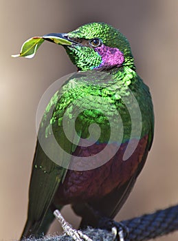 Emerald Starling Lamprotornis iris