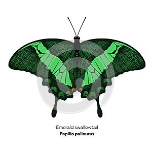 Emerald swallowtail butterfly. Papilio palinurus. Vector illustration isolated on white background