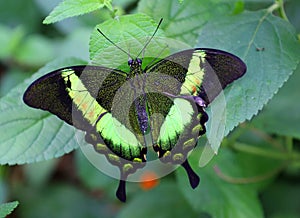 Emerald Swallowtail or Green-Banded Peacock (Papilio palinurus).