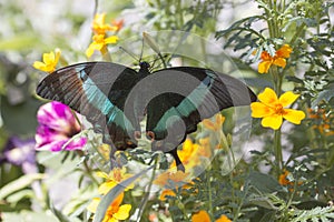 Emerald swallowtail papilio palinurus