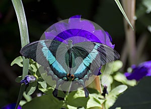 Emerald swallowtail papilio palinurus