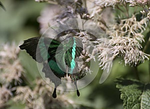 Emerald swallowtail papilio palinurus