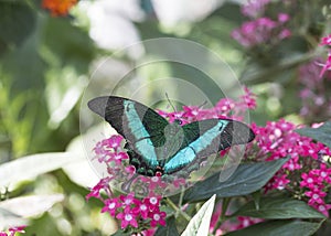 Emerald swallowtail papilio palinurus