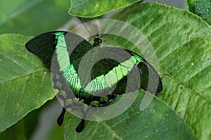 Emerald Swallowtail - Papilio palinurus
