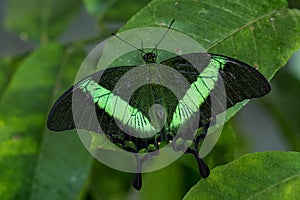 Emerald Swallowtail - Papilio palinurus