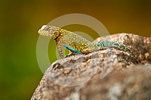 Emerald Swift Caresheet, Sceloporus malachiticus, in the nature habitat. Beautiful portrait of rare lizard from Costa Rica.