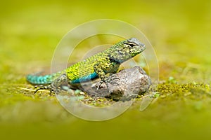 Emerald Swift Caresheet, Sceloporus malachiticus, in the nature habitat. Beautiful portrait of rare lizard from Costa Rica. Basili