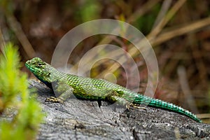 Emerald swift or green spiny lizard - Sceloporus malachiticus, species of small lizard in the Phrynosomatidae family, native to