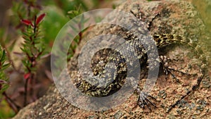 Emerald swift or green spiny lizard - Sceloporus malachiticus, species of small lizard in the Phrynosomatidae family, native to Ce