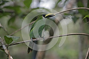 Emerald toucan, Aulacorhynchus prasinus