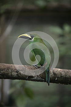 Emerald toucan, Aulacorhynchus prasinus