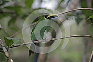 Emerald toucan, Aulacorhynchus prasinus photo