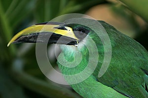 Emerald Toucanet