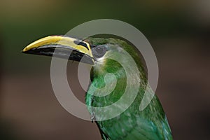 Emerald Toucanet