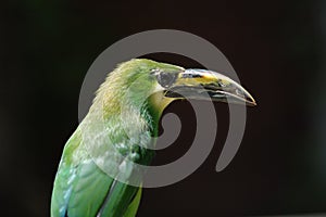 Emerald Toucanet