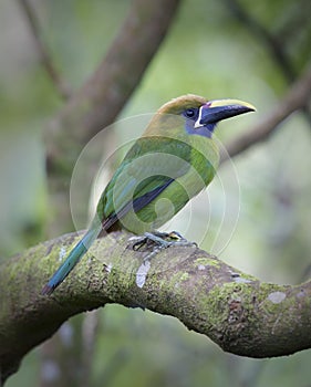 Emerald Toucanet